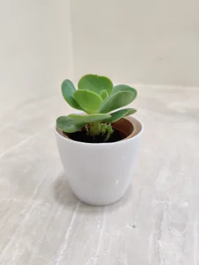 Air-Purifying Succulent for Corporate Gifting